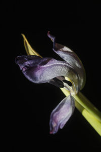 Close-up of purple flower against black background