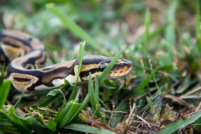 Close-up of lizard on land