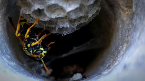 High angle view of insect on wood