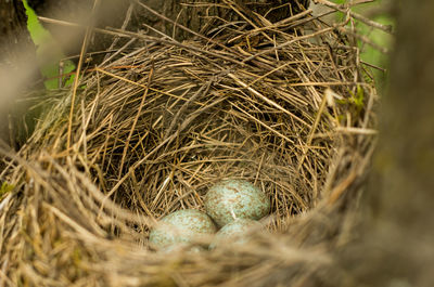 High angle view of bird in nest