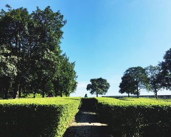 Trees against clear blue sky
