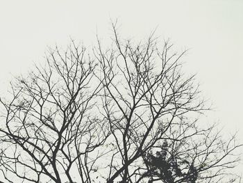 Low angle view of bare trees against the sky
