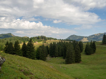 Scenic view of pine trees on field against sky