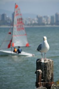 Seagull perching on wooden post in sea