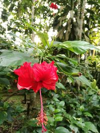 Close-up of red hibiscus blooming on tree