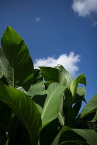 Low angle view of green leaves