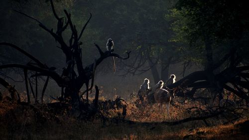 View of a bare tree