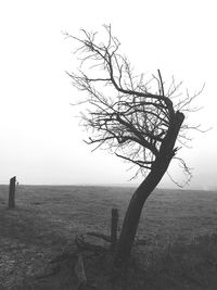 Bare tree on field against sky