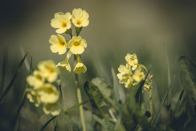 Close-up of yellow flowering plant on field