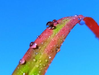 Close-up of snake on leaf against blue sky