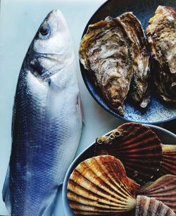 High angle view of fish