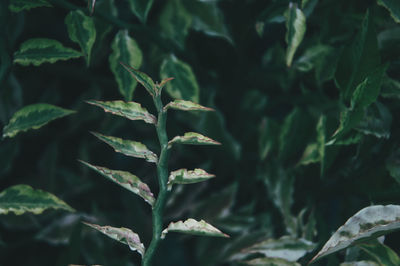 Close-up of fresh green leaves on plant