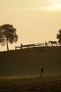 View of a horse grazing on field