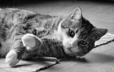Close-up portrait of a cat