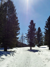 Trees on snow covered field against sky