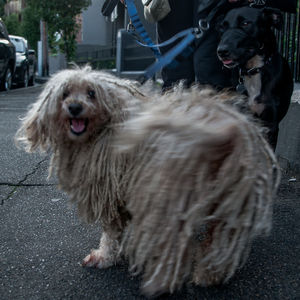 Midsection of person with dogs on street