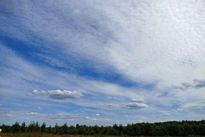 Low angle view of trees against sky