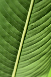 Jungle leaf