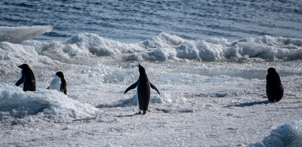 Squawking adelie penguin on a small iceberg