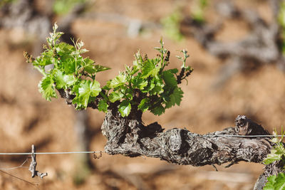 Close-up of branch