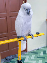 Close-up of a bird perching on metal