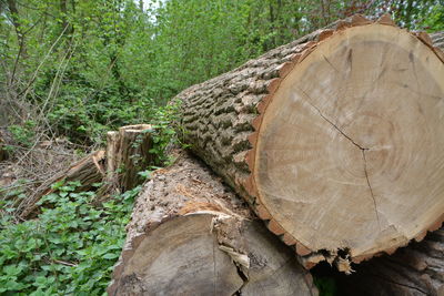 Close-up of logs in forest