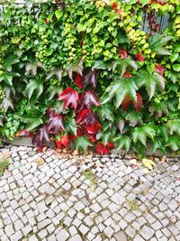 Close-up of ivy growing on plant