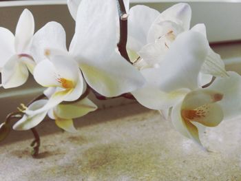 Close-up of white flowers