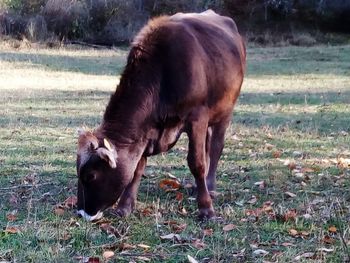 Horse grazing in a field