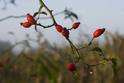 Red berries growing on tree against sky