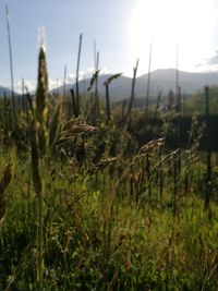 Close-up of crops growing in field against sky