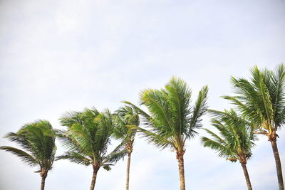 Low angle view of palm trees against sky