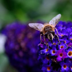 Close-up of bee pollinating on purple flower