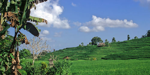 Plants growing on field against sky