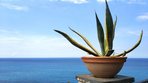 Close-up of succulent plant in sea