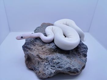 High angle view of snow on rock