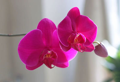 Close-up of pink orchids