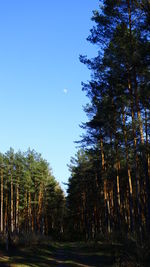 Low angle view of trees in forest against clear sky