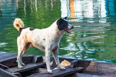 Dog standing on boat