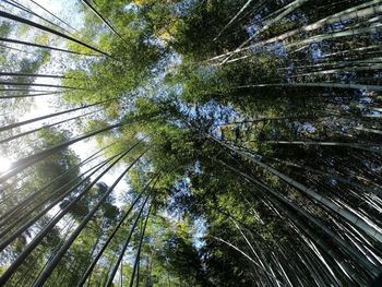 Low angle view of bamboo trees in forest