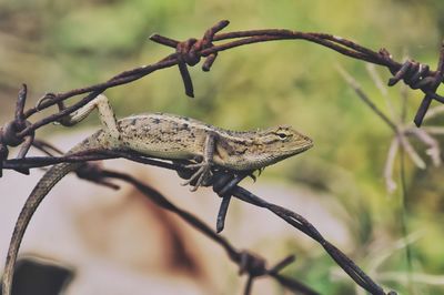 Close-up of a lizard on branch