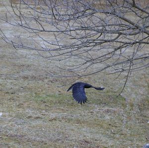 Bird flying over a forest