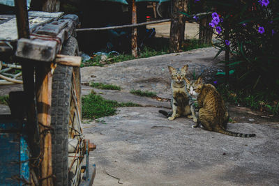 Cat sitting on a footpath