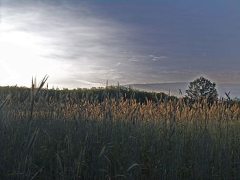 Plants growing on field against sky