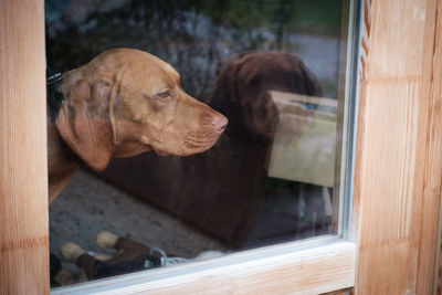 Close-up of dog looking through window