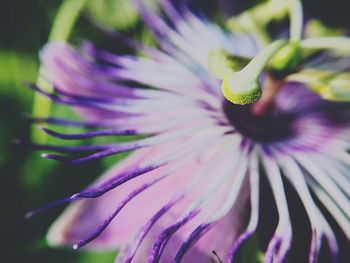 Close-up of purple flowering plant