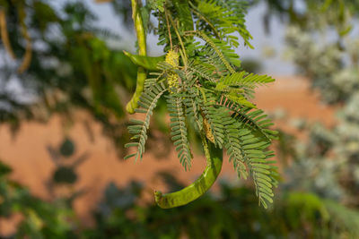 Close-up of fern leaves on tree