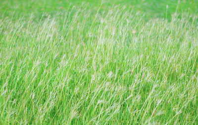 Full frame shot of grassy field