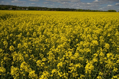 Scenic view of oilseed rape field