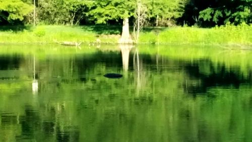 Swan in lake